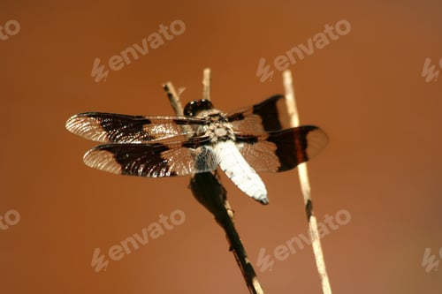 Preview: Common whitetail male dragonfly