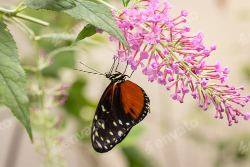Preview: Rare butterfly Heliconius hecale as arthropod species.