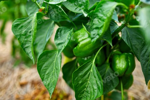 Preview: Green peppers growing in the garden outdoor, agriculture