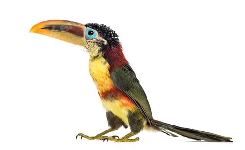 Preview: Curl-crested aracari, isolated on white
