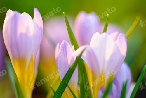 Preview: Blue crocus background