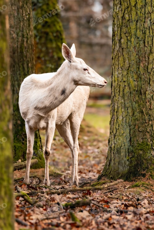 Preview: Deer gracefully positioned next to a beautiful tree.