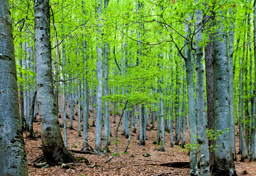 Preview: Forest near Buchenau, Bayerischerwald National Park, Bavaria, Germany