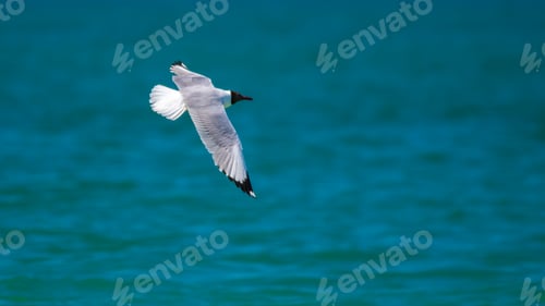 Preview: A Brown-headed Gull (Chroicocephalus brunnicephalus) soars gracefully