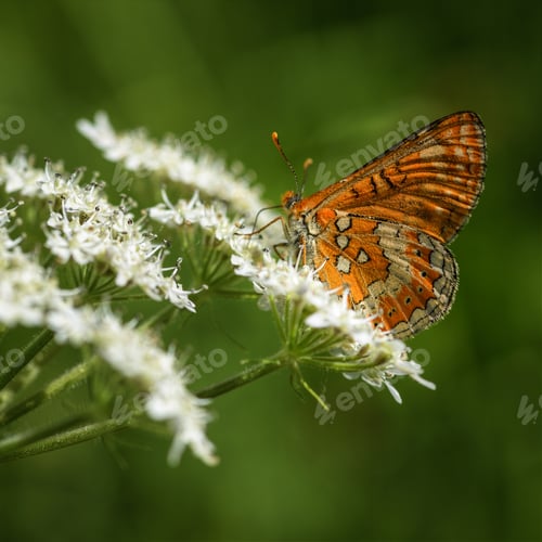 Preview: Orange winged butterfly with white spots