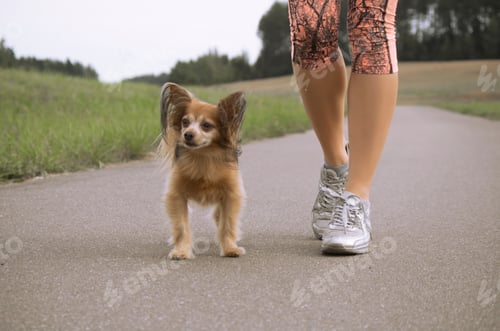 Preview: Cute Papillon Dog Walks on Rural Path