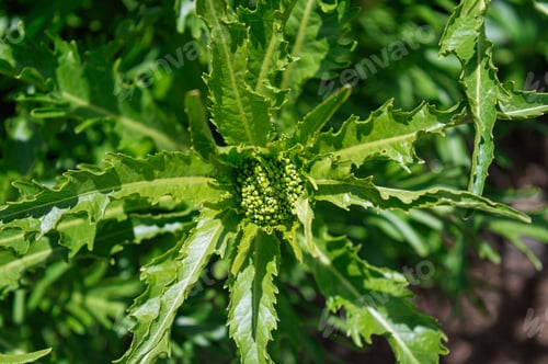 Preview: Closeup shot of bitter lettuce plant leaves on a blurred background