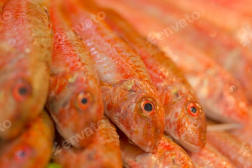 Preview: Fish Eyes