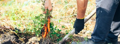 Preview: Hand of elderly man pulling ecologically grown carrots from the garden. Shallow depth of focus