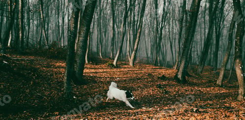 Preview: beautiful foggy forest in autumn