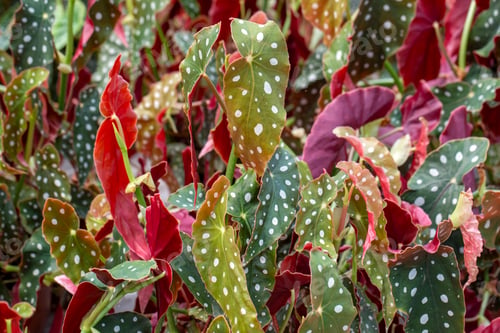 Preview: Begonia Maculata plants in the garden
