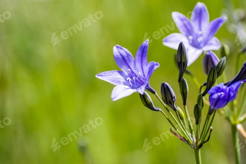 Preview: Close up of Ithuriel's spear flower