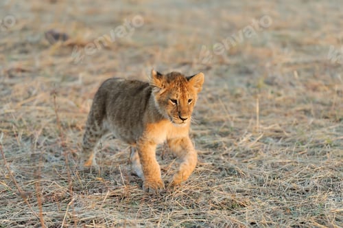 Preview: African Lion cub