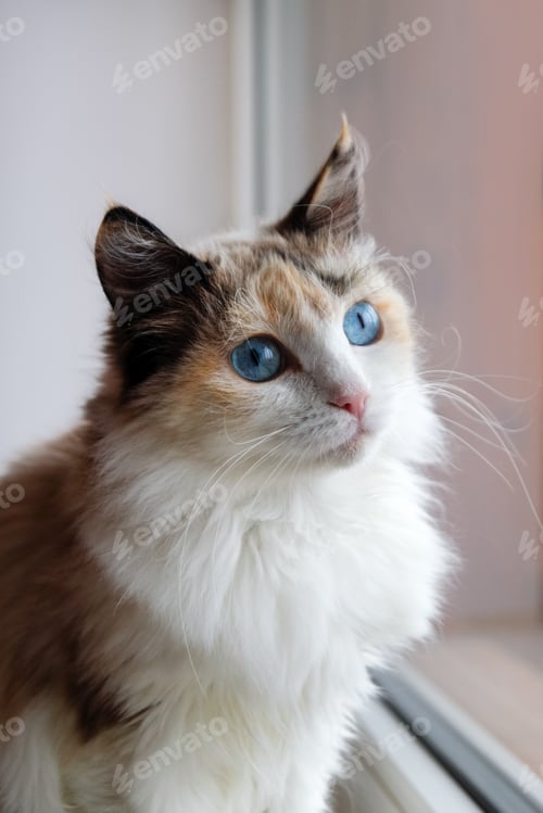 Preview: Portrait of adorable tortoiseshell fluffy cat with blue eyes sitting near to a window.