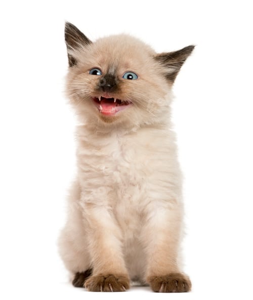 Preview: Kitten meowing in front of white background
