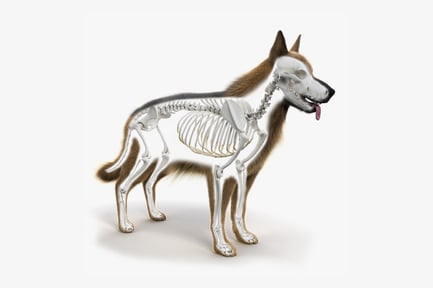 Visualização: Anatomia do pastor alemão: pele e esqueleto