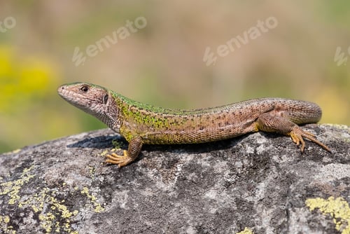 Preview: Female european green lizard lying on a rock illuminated by summer sun