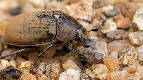 Preview: Old European chafer beetle on sand closeup macro photo, hairy beetle looking for food,