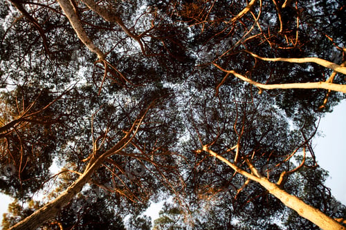 Preview: View of the under canopy of the pine forest at dawn