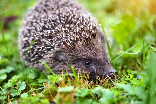 Preview: Hedgehog, (Scientific name: Erinaceus europaeus) wild, native, European hedgehog on green grass.