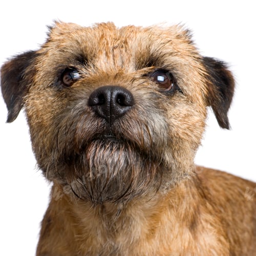 Adorable Brown Terrier Dog Isolated on White Background