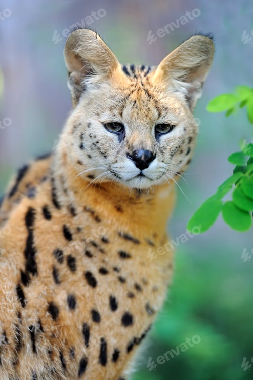 Preview: Serval