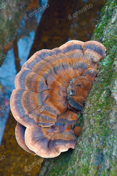 Preview: Resinous Polypore (Ischnoderma Resinosum). Called Late Fall Polypore And Benzoin Bracket Also