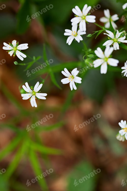 Preview: Group of tiny Stitchwort flowers