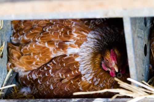 Preview: Free range chickens