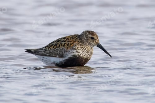 Preview: Dunlin (Calidris alpina)