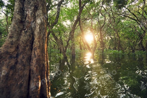 Preview: Flooded forest at the amazing sunset. Tone Sap Lake near Siem Reap in Cambodia.
