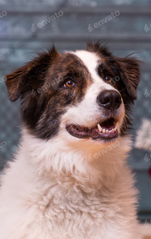 Preview: portrait of a cute border collie