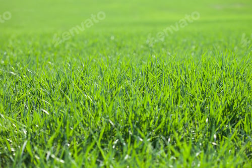 Preview: Field of green grass