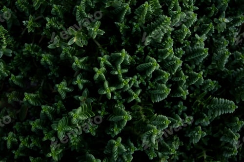 Preview: Green stems of succulents close up