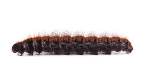 Preview: Caterpillar