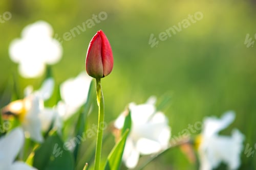 Preview: Bright red tulip flower growing in spring garden