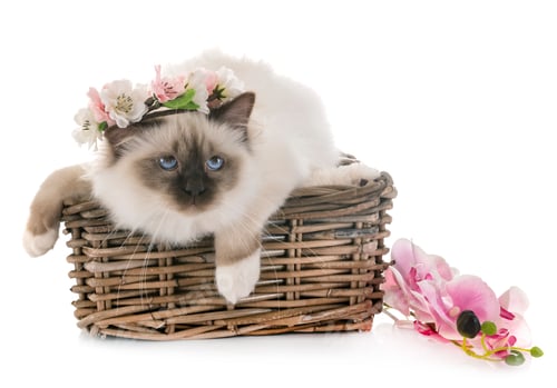 Preview: birman kitten in studio