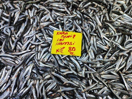 Preview: anchovy fish caught in the Black Sea