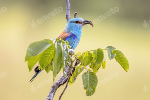 Preview: European roller on branch blurred background