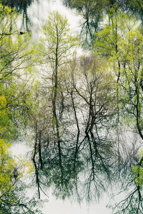 Preview: Trees reflected in the waters of the Skadar Lake