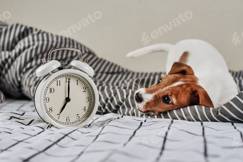 Preview: Jack russell terrier dog and vintage alarm clock in the bed. Wake up and morning concept