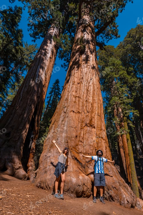 Preview: A couple with the texture of a tree bark in Sequoia National Park, California