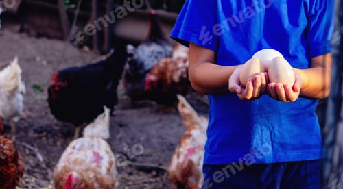 Preview: Farm Boy Collecting Fresh Eggs