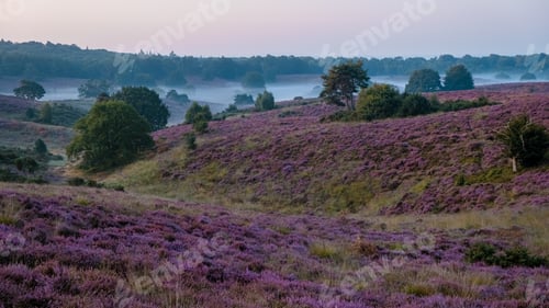 Preview: Posbank National park Veluwe, purple pink heather in bloom, blooming heater on the Veluwe