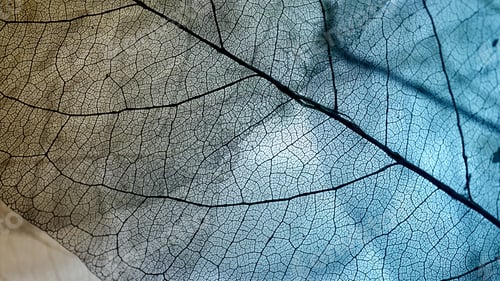 Preview: Vivid Color Dry Leaf Texture For Background