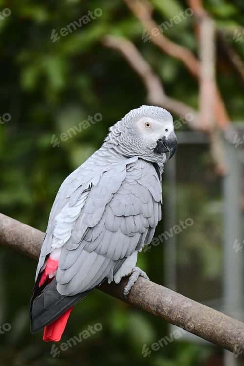 Preview: African Grey Parrot on a Branch