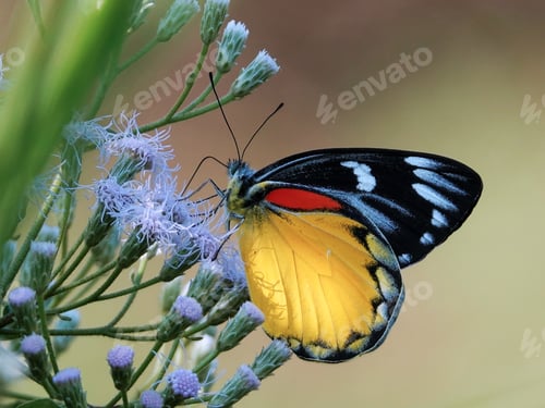 Preview: Vibrant orange and black butterfly is perched atop a bed of vibrant purple flowers