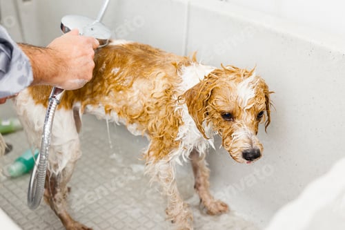 Preview: bathing a cute dog