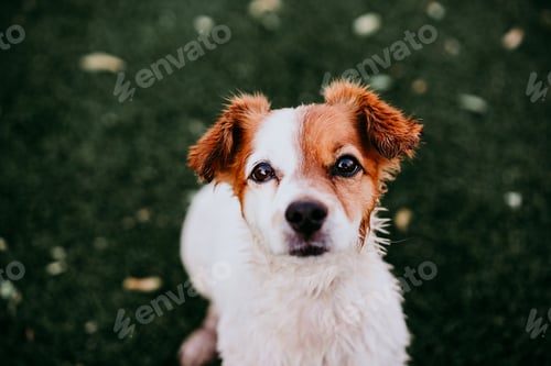 Preview: portrait of cute jack russell dog smiling outdoors sitting on the grass, summer time