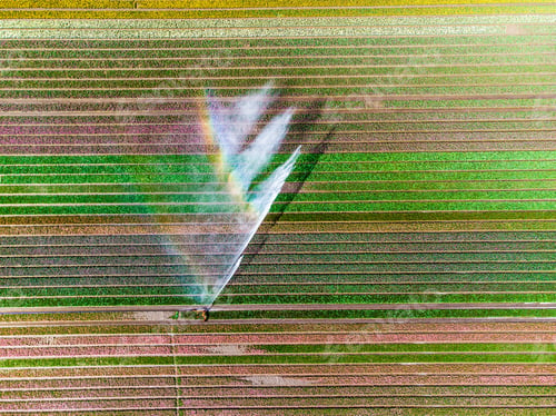 Preview: Aerial drone photo of tulip fields in The Netherlands during Spring season